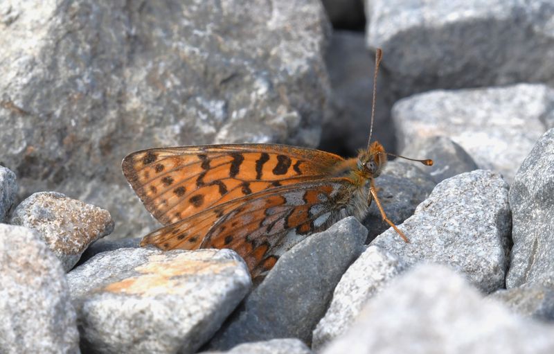 Astarte Fritillary: Boloria astarte