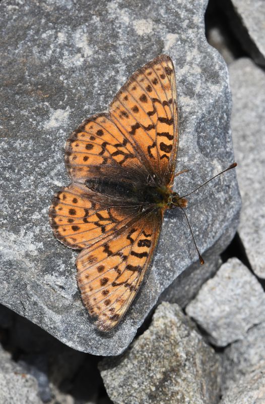 Astarte Fritillary: Boloria astarte