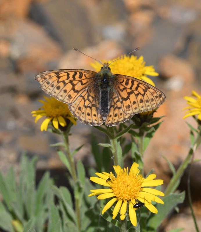 Astarte Fritillary: Boloria astarte
