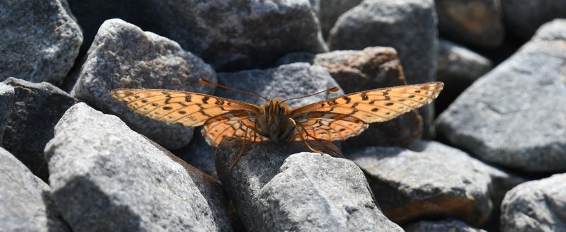 Astarte Fritillary: Boloria astarte