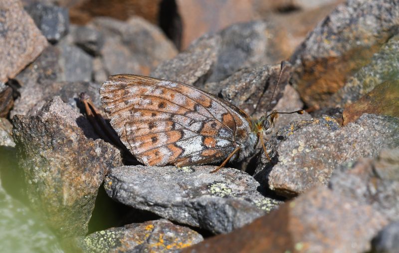 Astarte Fritillary: Boloria astarte
