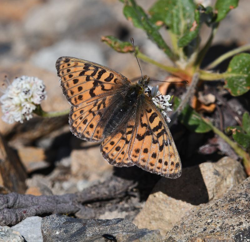 Fritillary, Astarte