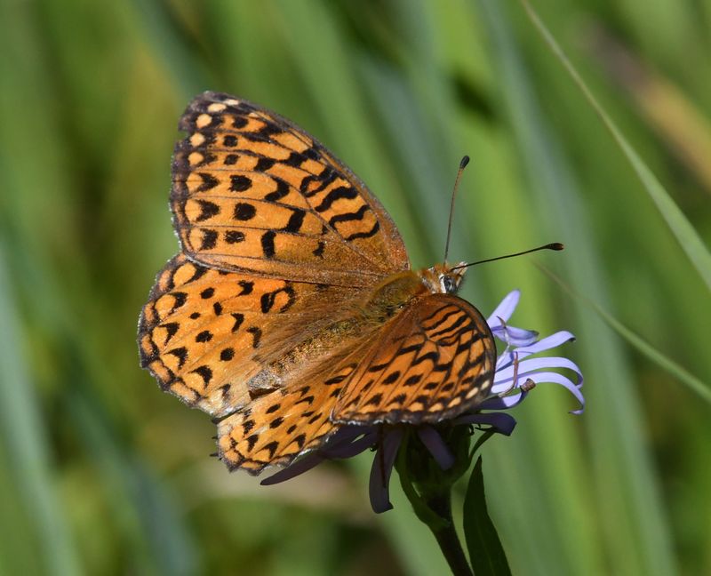 Atlantis Fritillary: Speyeria atlantis