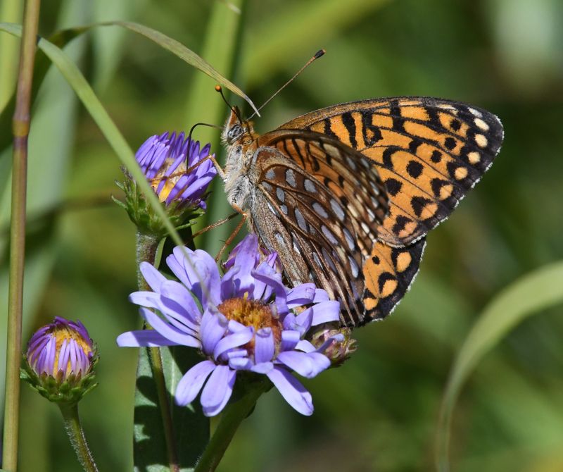 Atlantis Fritillary: Speyeria atlantis