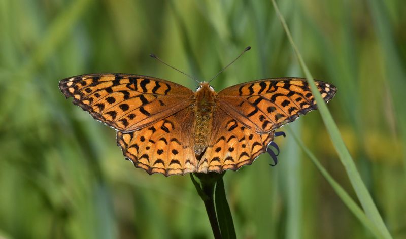 Atlantis Fritillary: Speyeria atlantis
