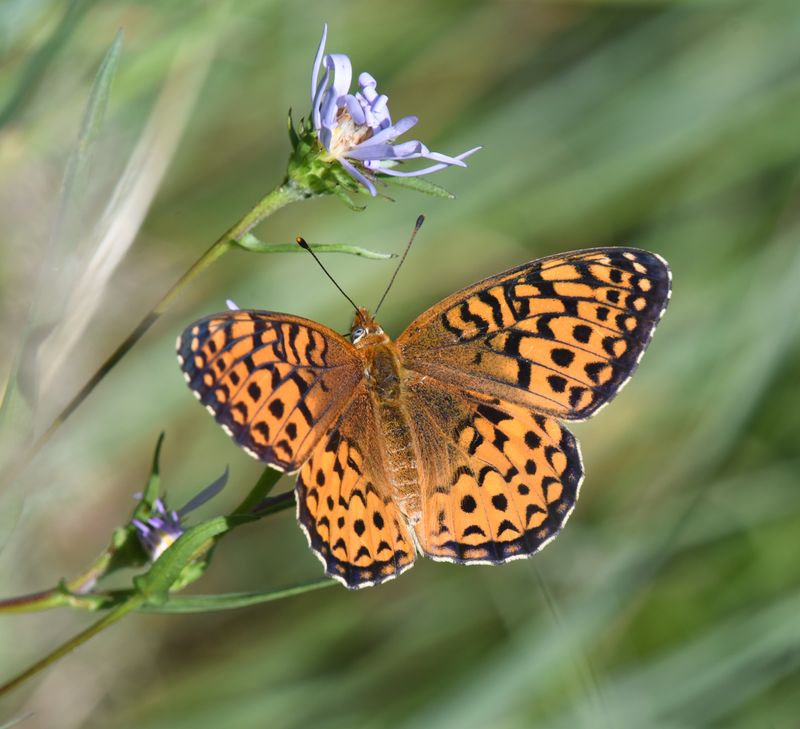 Atlantis Fritillary: Speyeria atlantis