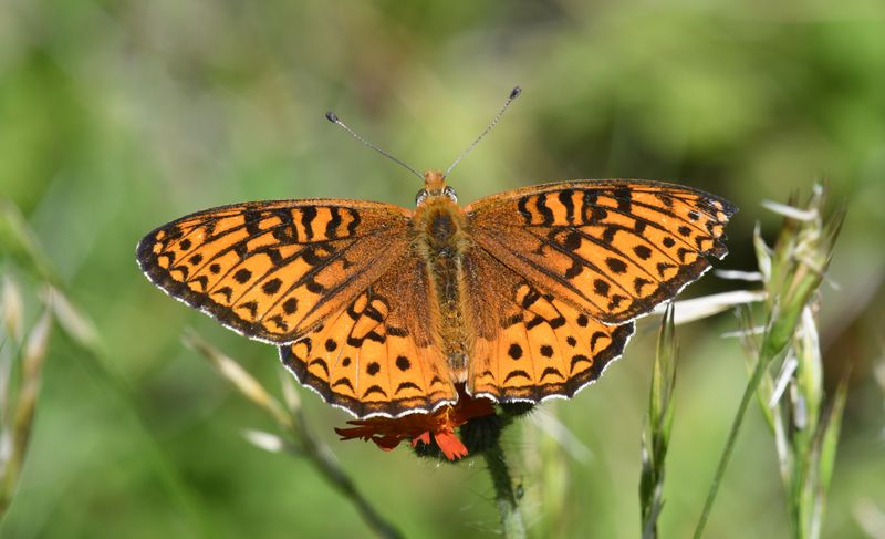 Atlantis Fritillary: Speyeria atlantis