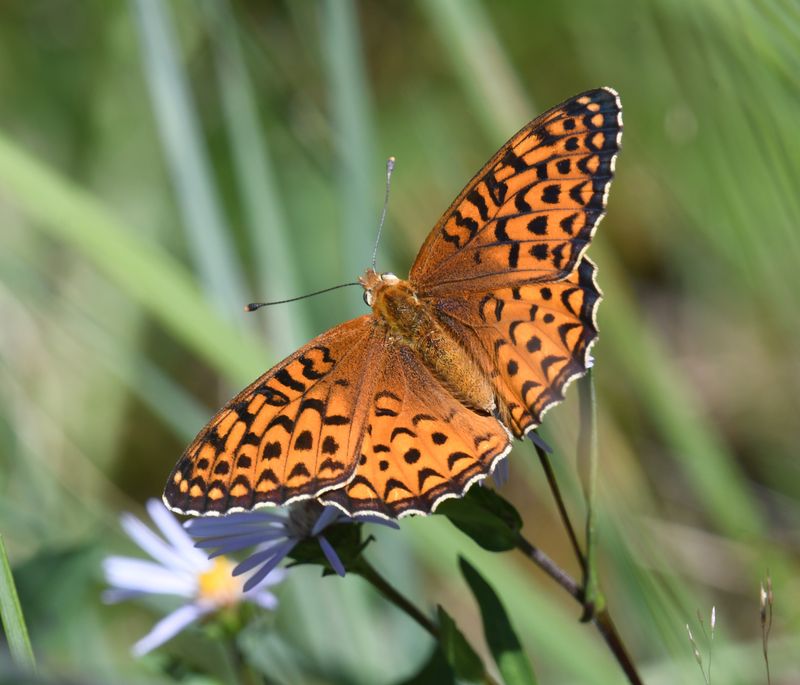 Atlantis Fritillary: Speyeria atlantis