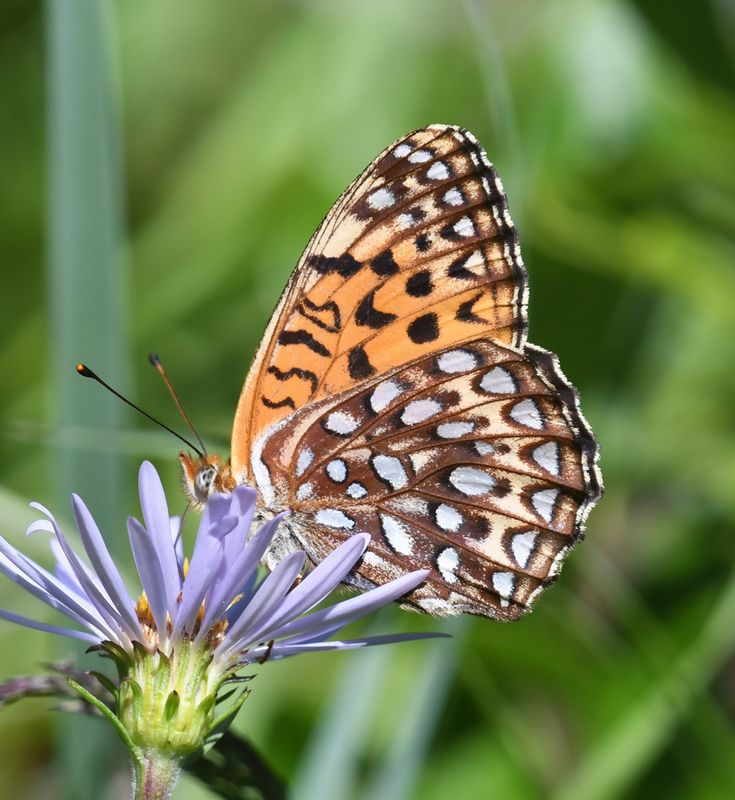 Atlantis Fritillary: Speyeria atlantis