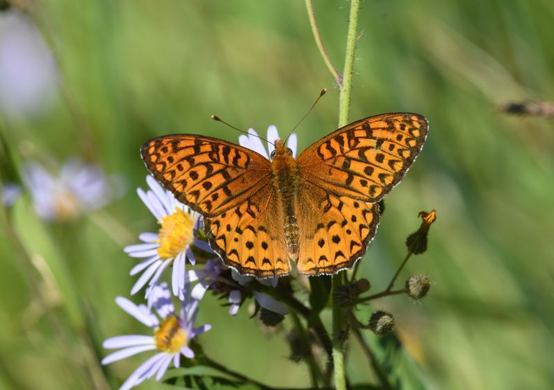Atlantis Fritillary: Speyeria atlantis