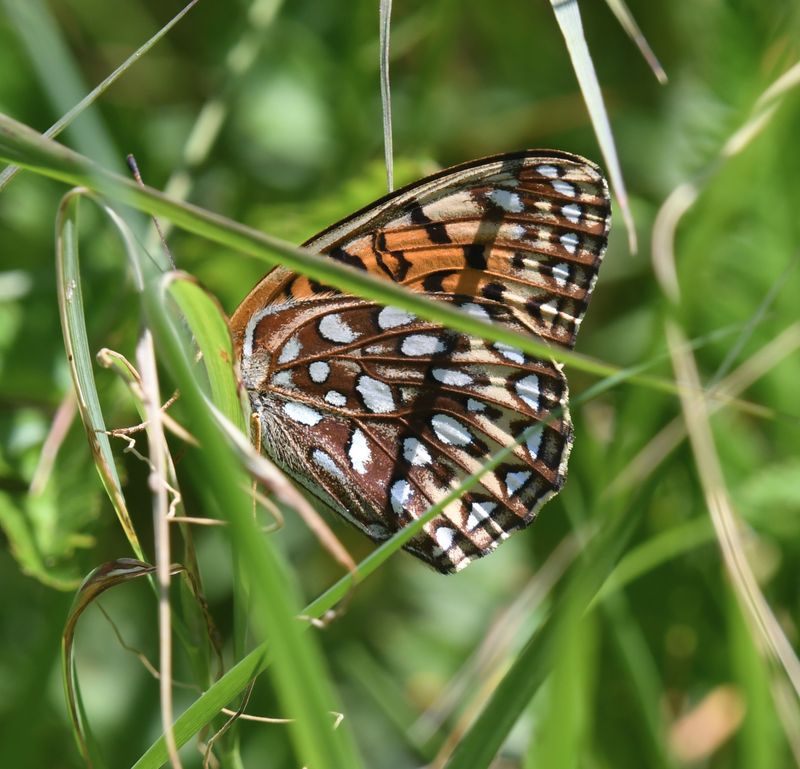 Atlantis Fritillary: Speyeria atlantis