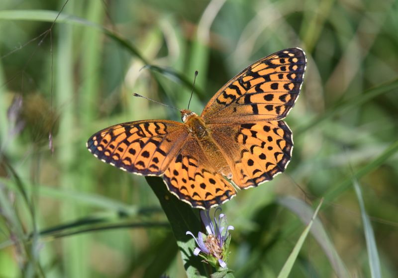Atlantis Fritillary: Speyeria atlantis