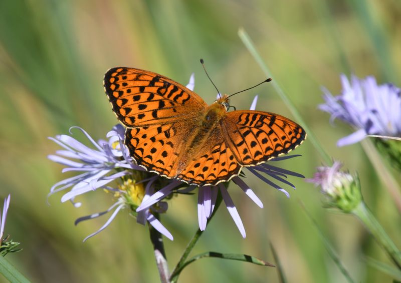 Atlantis Fritillary: Speyeria atlantis