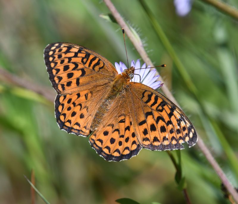 Atlantis Fritillary: Speyeria atlantis