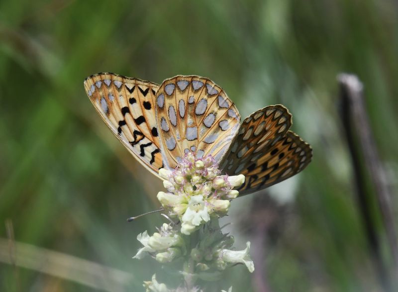 Callippe Fritillary: Speyeria callippe