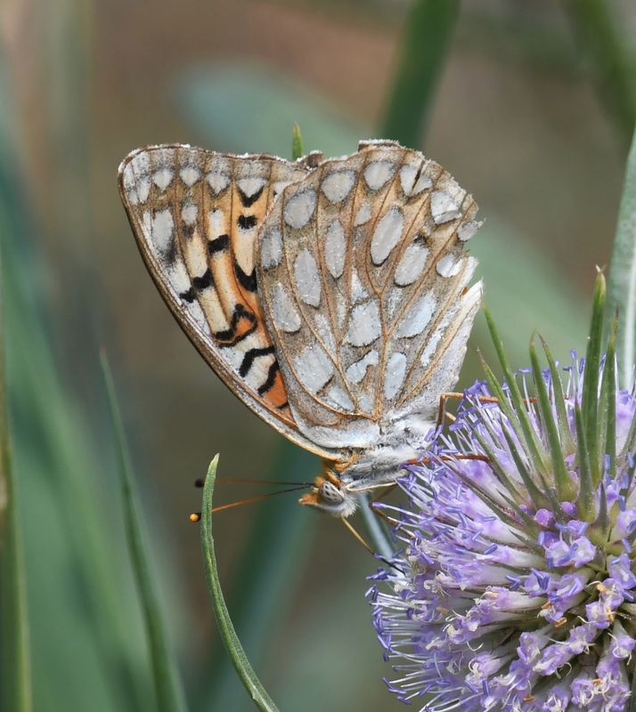 Callippe Fritillary: Speyeria callippe