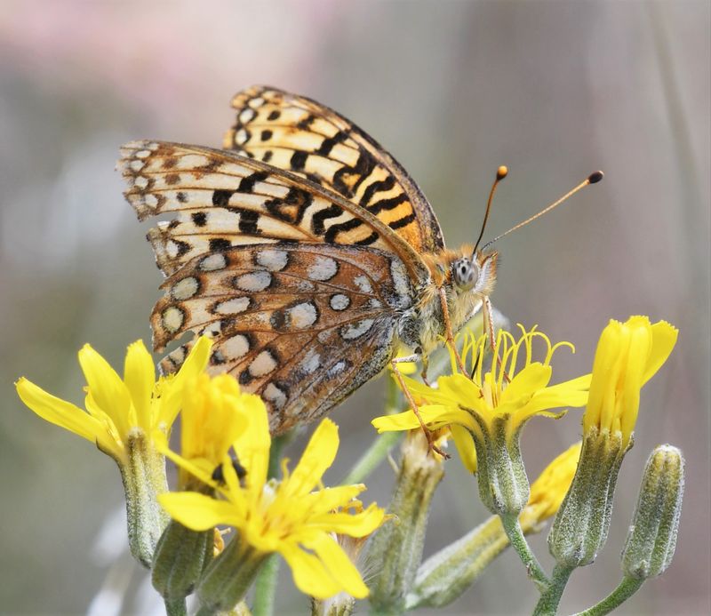 Coronis Fritillary: Speyeria coronis