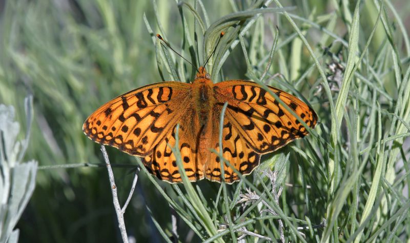 Coronis Fritillary: Speyeria coronis