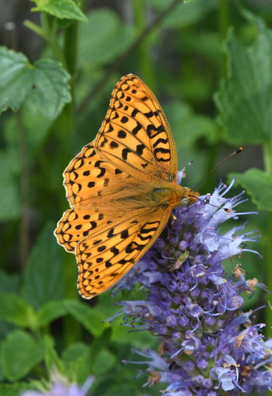 Coronis Fritillary: Speyeria coronis