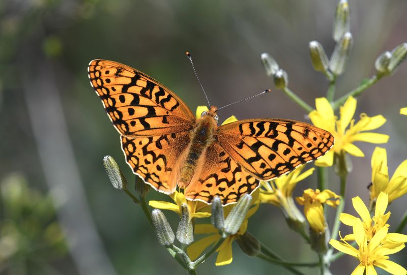 Coronis Fritillary: Speyeria coronis