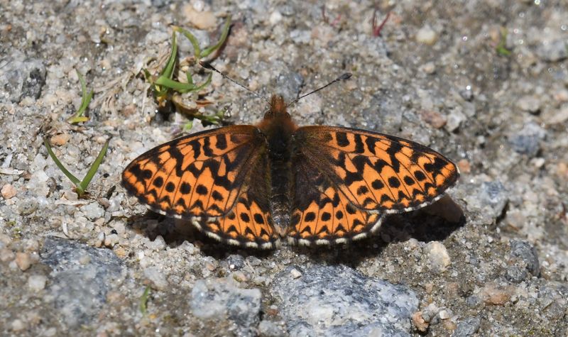 Freija Fritillary: Bolaria freija