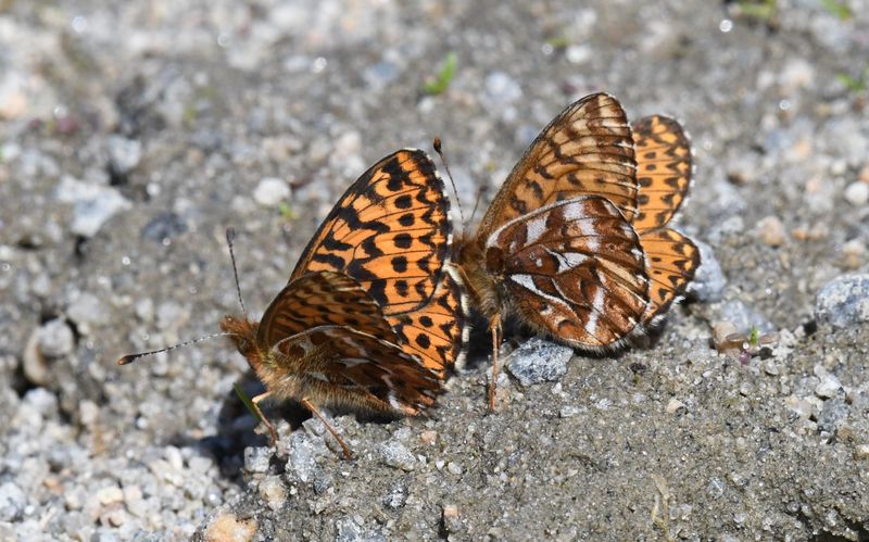 Freija Fritillary: Bolaria freija