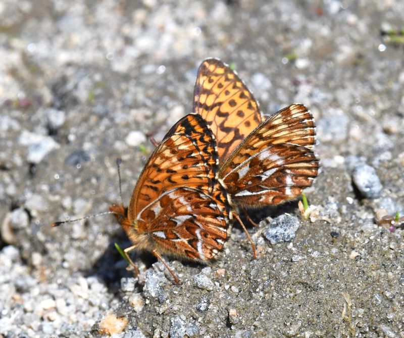 Freija Fritillary: Bolaria freija