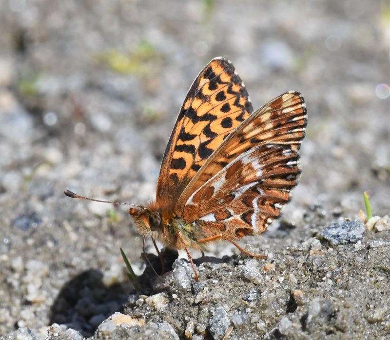 Freija Fritillary: Bolaria freija