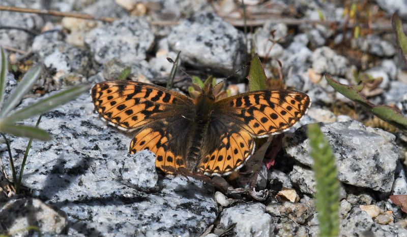 Freija Fritillary: Bolaria freija