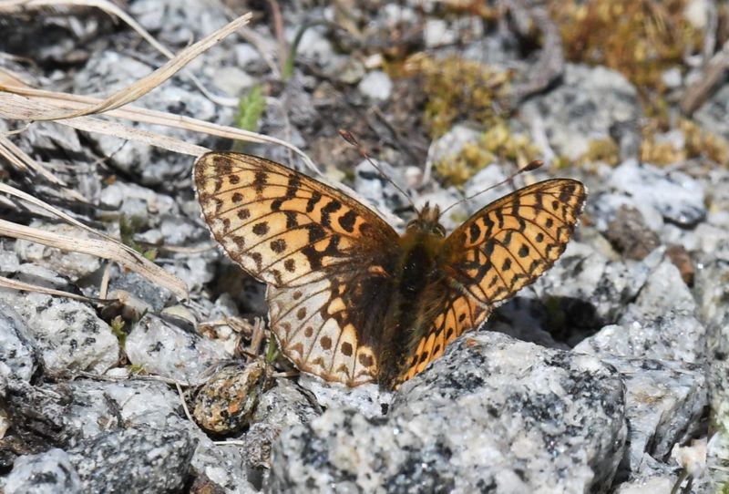 Freija Fritillary: Bolaria freija