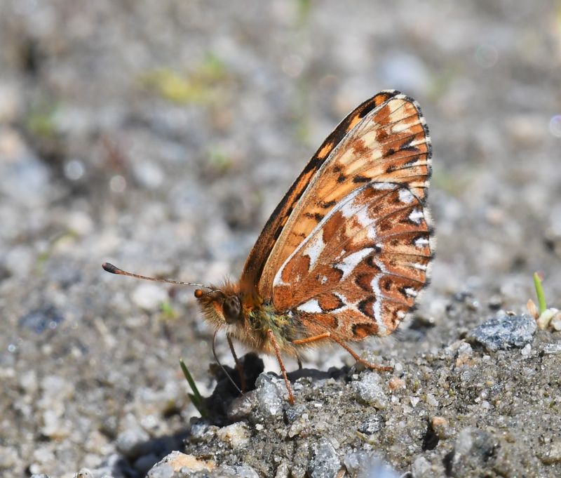 Freija Fritillary: Bolaria freija
