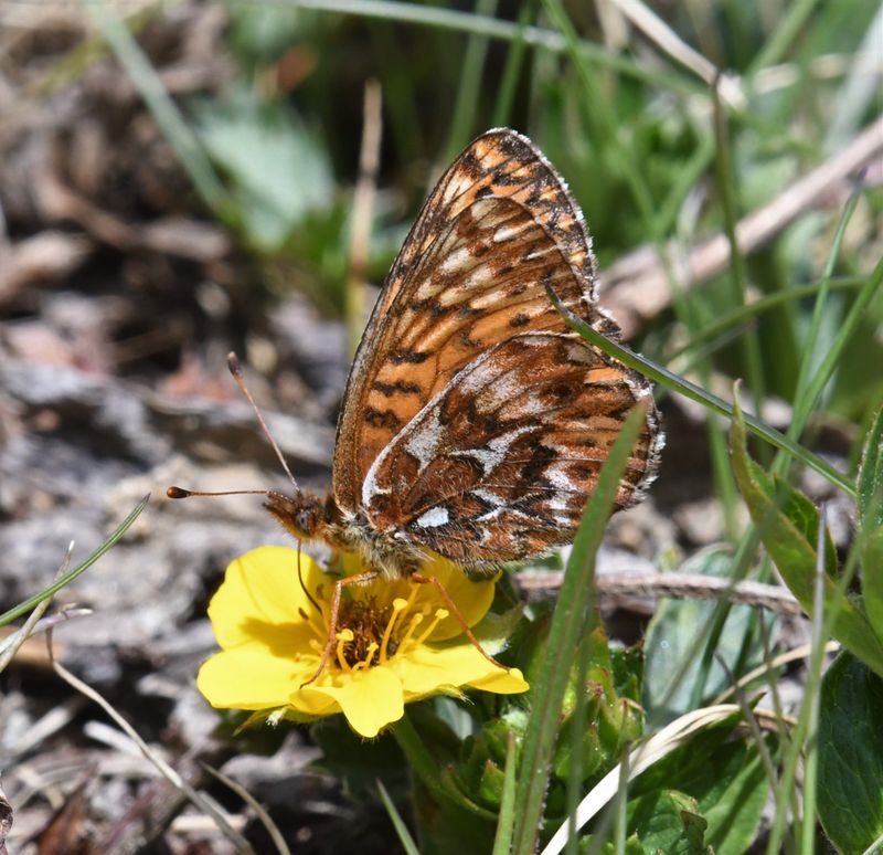 Freija Fritillary: Bolaria freija