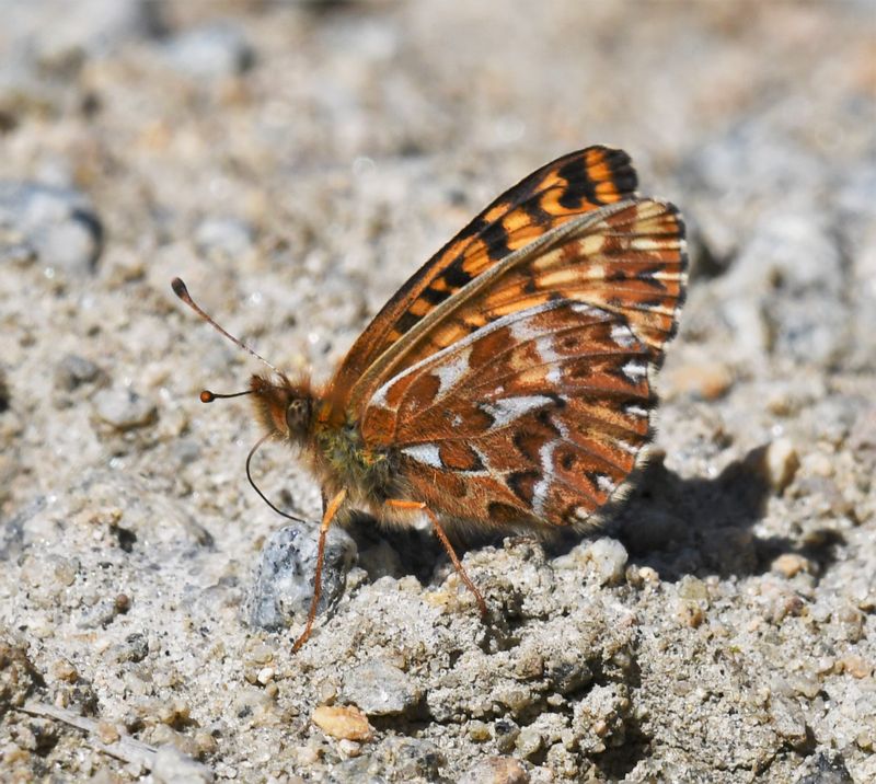 Freija Fritillary: Bolaria freija