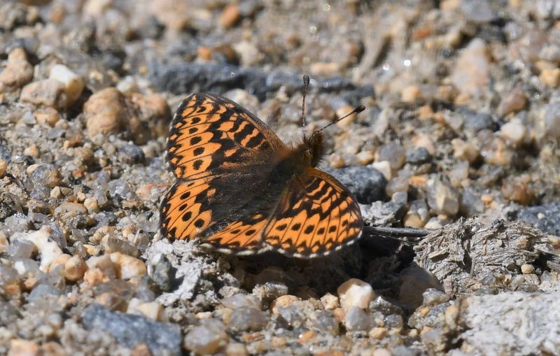 Freija Fritillary: Bolaria freija