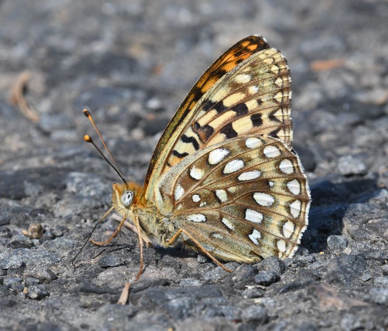 Great Basin Fritillary: Speyeria egleis