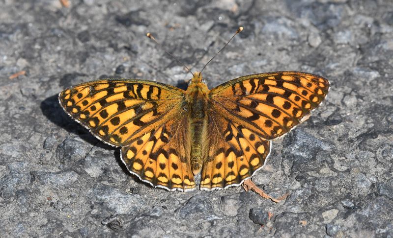 Great Basin Fritillary: Speyeria egleis