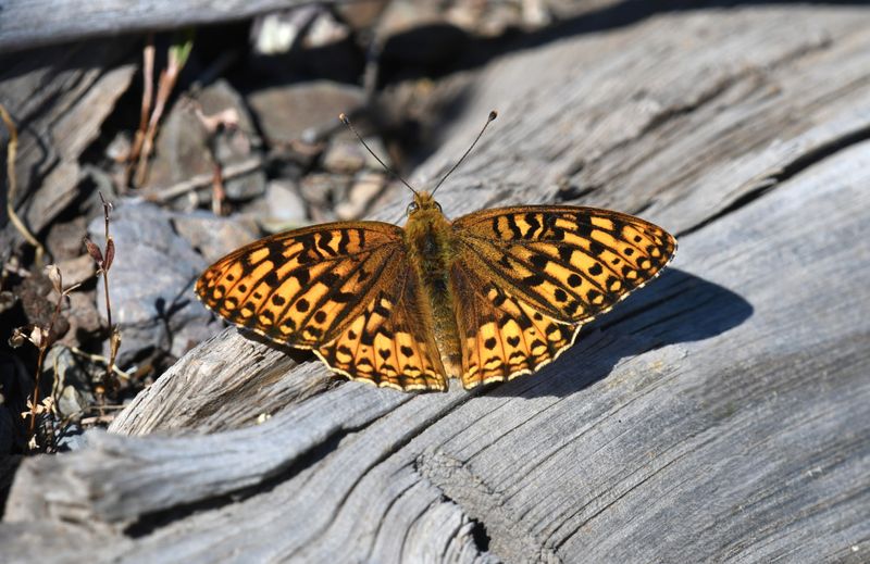 Great Basin Fritillary: Speyeria egleis