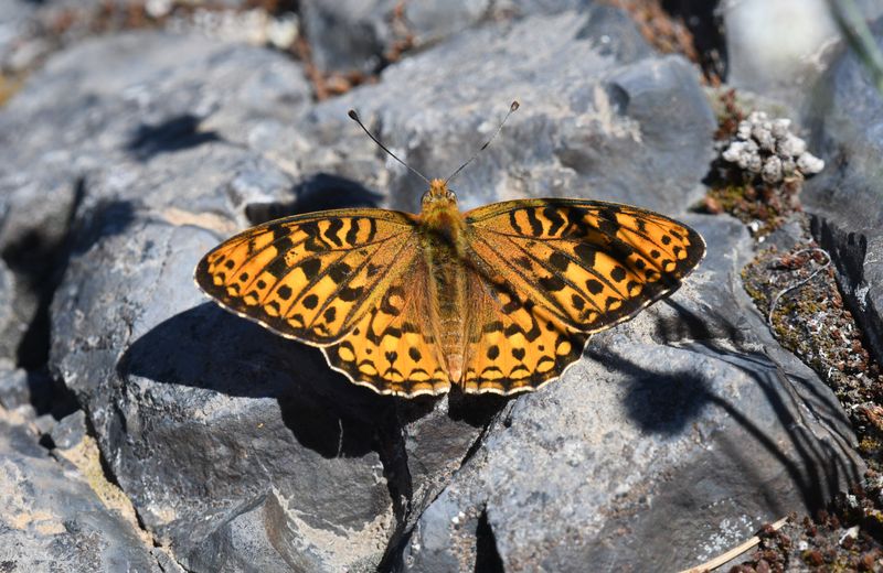 Great Basin Fritillary: Speyeria egleis