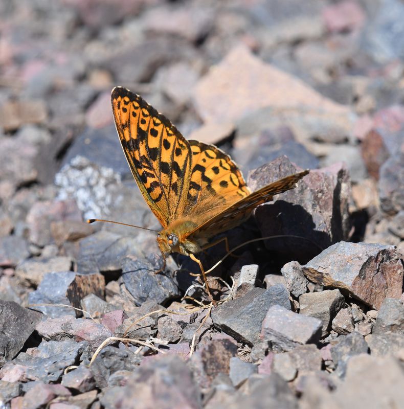 Great Basin Fritillary: Speyeria egleis