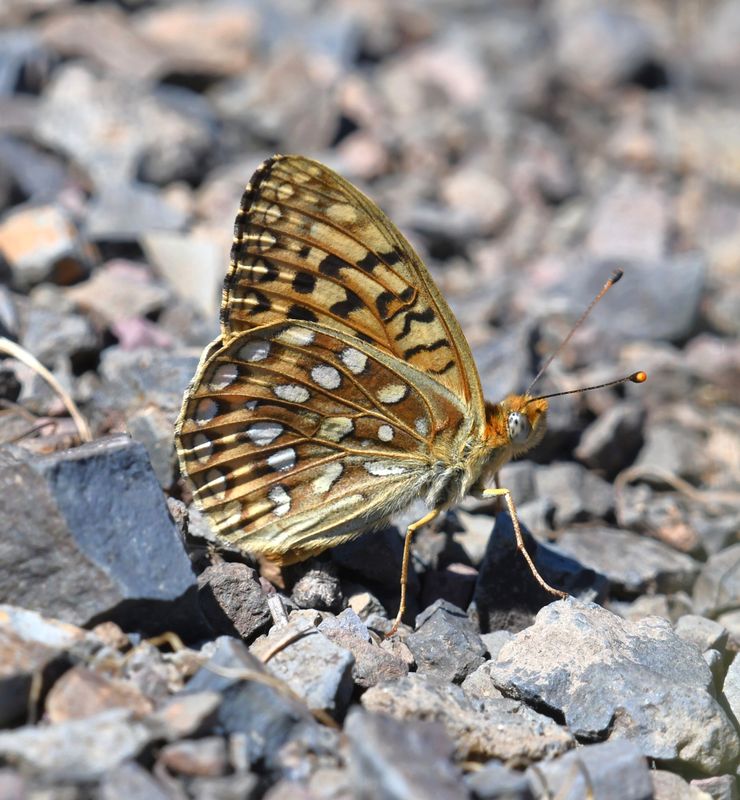 Great Basin Fritillary: Speyeria egleis