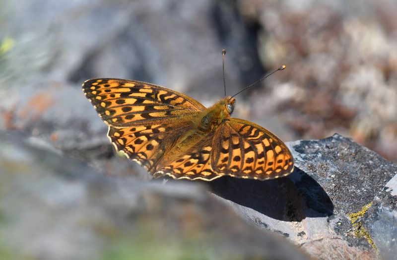 Great Basin Fritillary: Speyeria egleis