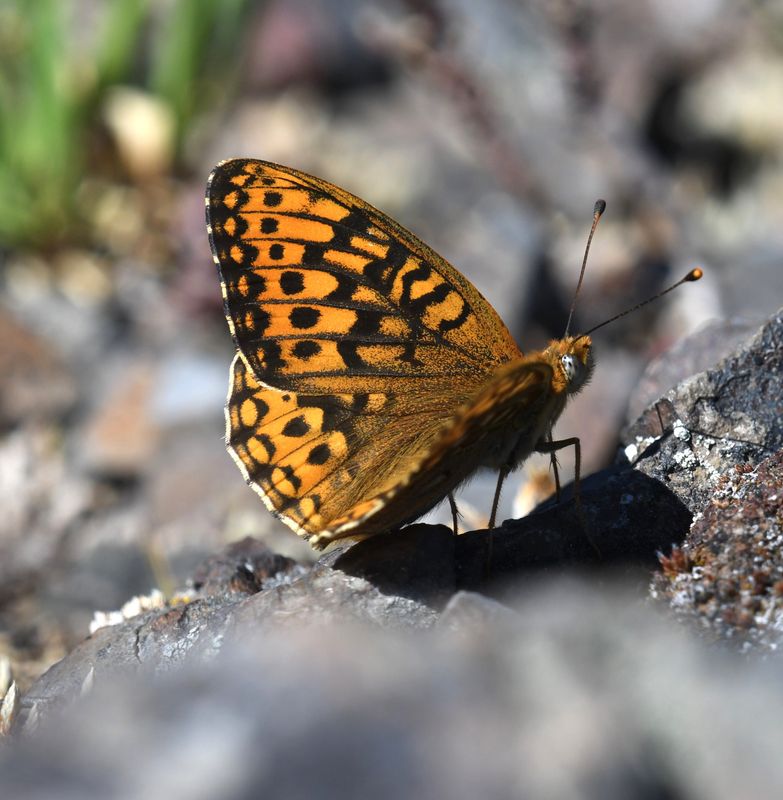 Great Basin Fritillary: Speyeria egleis