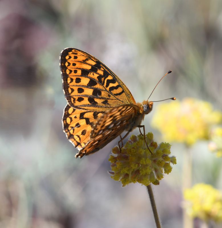 Great Basin Fritillary: Speyeria egleis
