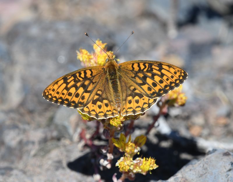 Great Basin Fritillary: Speyeria egleis