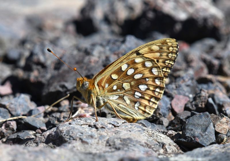 Great Basin Fritillary: Speyeria egleis