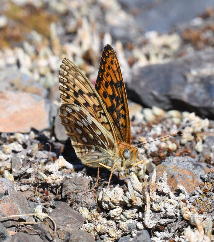 Great Basin Fritillary: Speyeria egleis