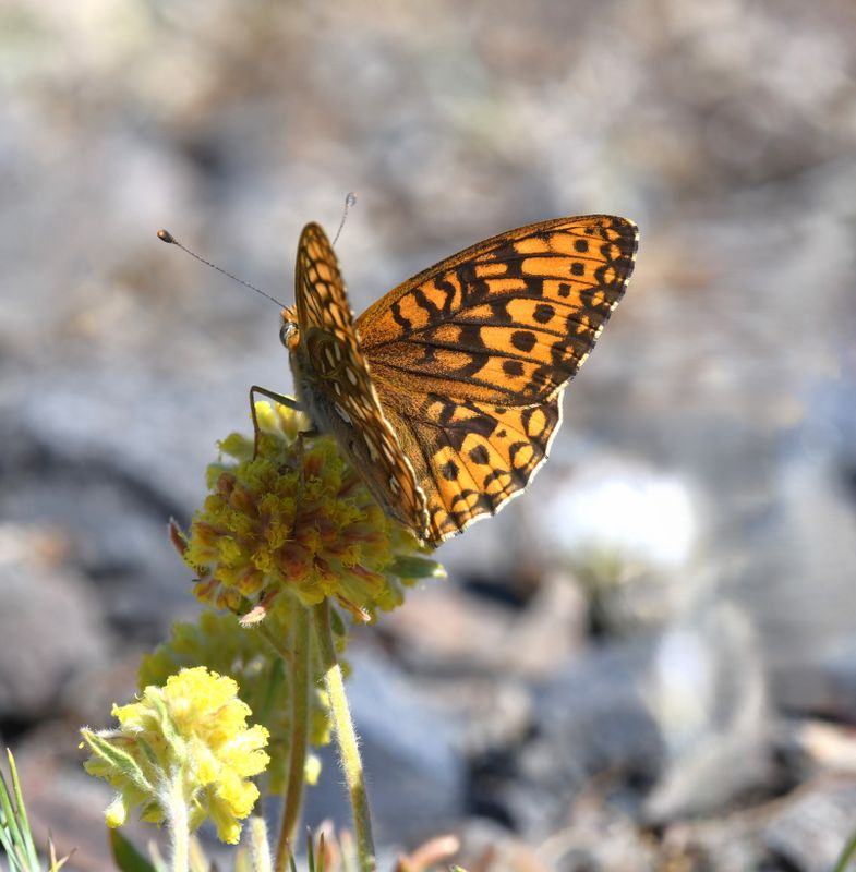 Great Basin Fritillary: Speyeria egleis