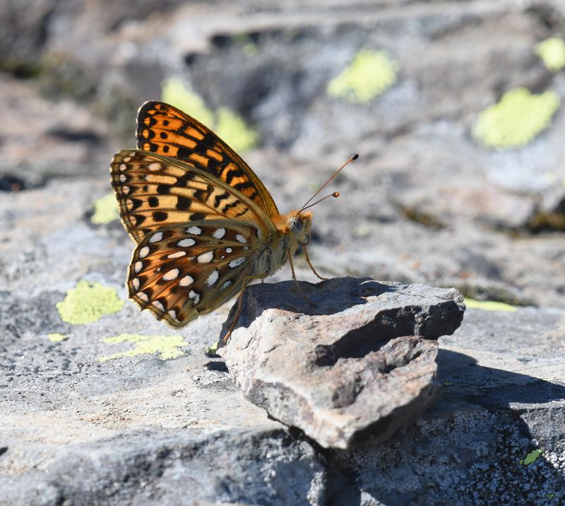Fritillary, Great Basin