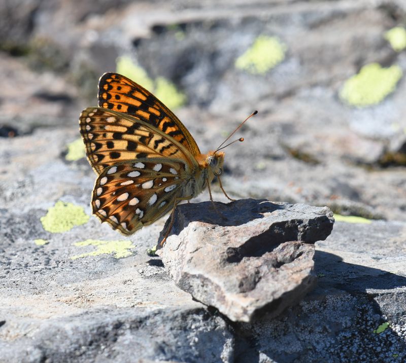 Great Basin Fritillary: Speyeria egleis