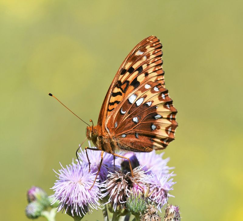 Great Spangled Fritillary: Speyeria cybele